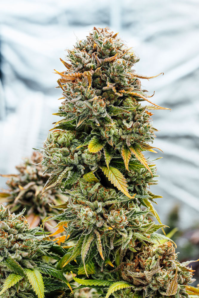 Amnesia Haze Blüte