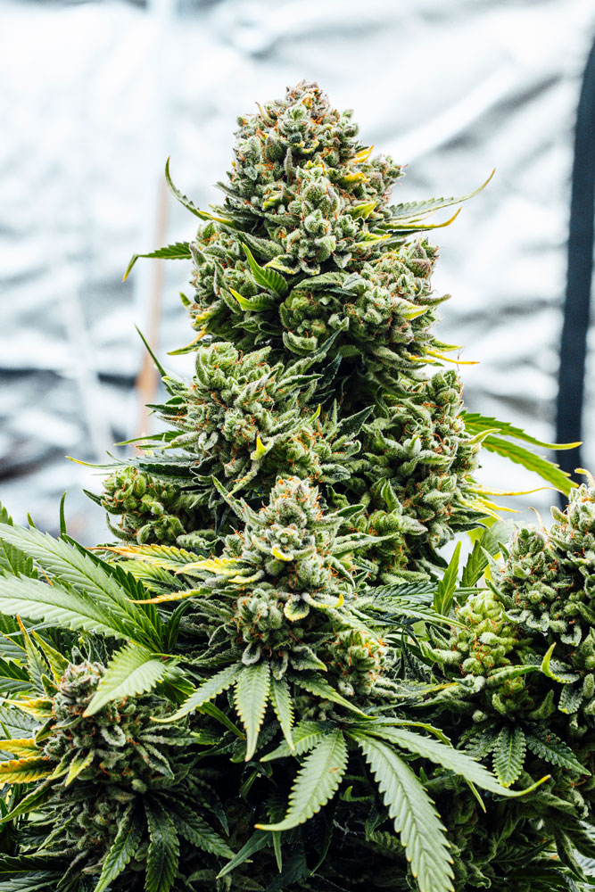 White Widow Blüte